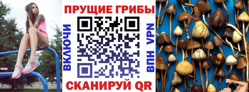 Псилоцибиновые грибы MAGIC MUSHROOMS как найти Глазов